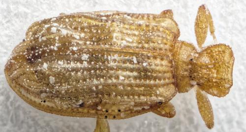 Cartodere bifasciata